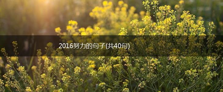 2016努力的句子(共40句),第1张