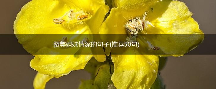 赞美姐妹情深的句子(推荐50句),第1张