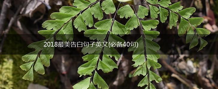 2018最美告白句子英文(必备40句),第1张