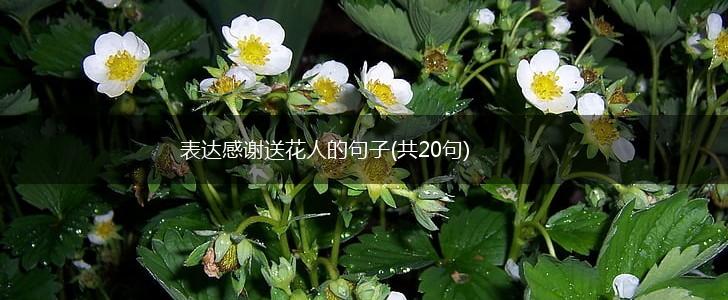 表达感谢送花人的句子(共20句),第1张