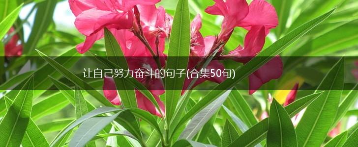 让自己努力奋斗的句子(合集50句),第1张