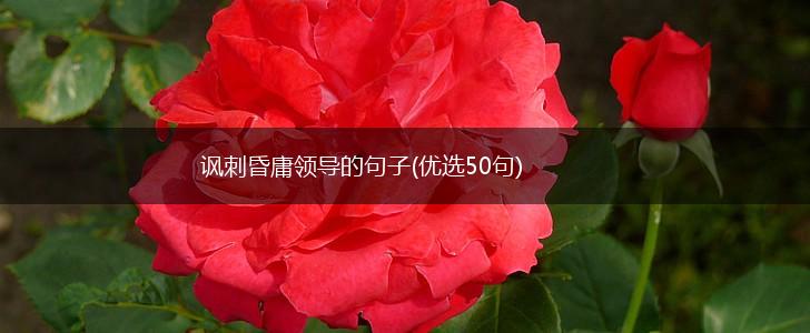 讽刺昏庸领导的句子(优选50句),第1张