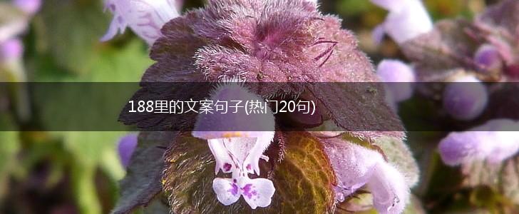 188里的文案句子(热门20句),第1张