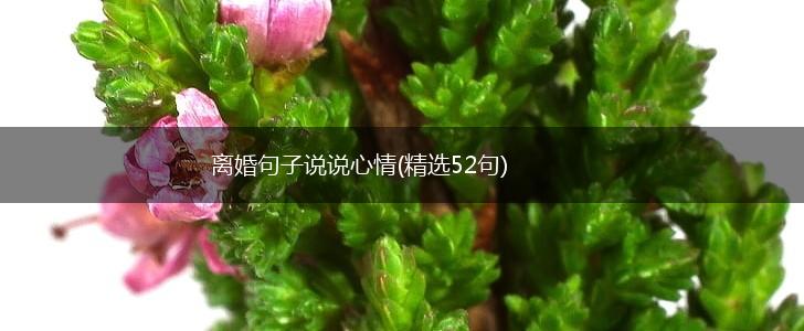 离婚句子说说心情(精选52句),第1张