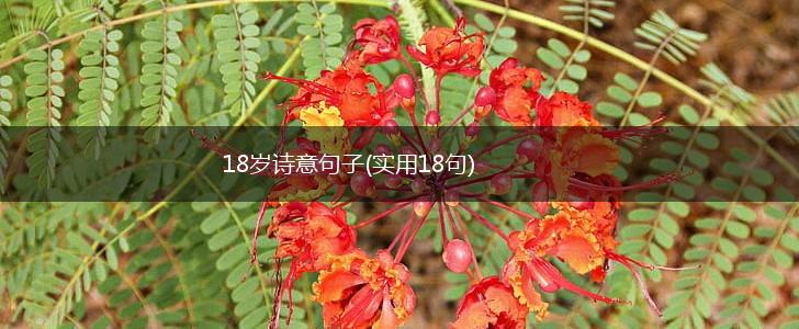 18岁诗意句子(实用18句),第1张