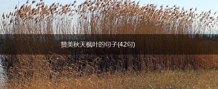 赞美秋天枫叶的句子(42句),第1张