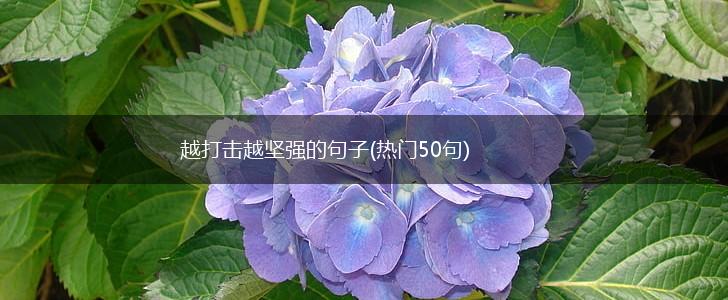 越打击越坚强的句子(热门50句),第1张