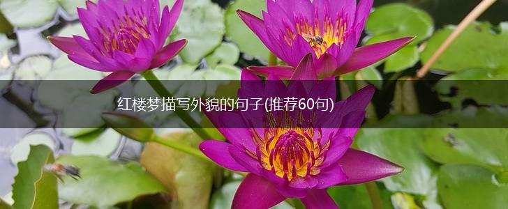 红楼梦描写外貌的句子(推荐60句),第1张