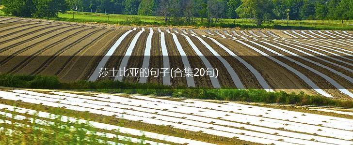 莎士比亚的句子(合集20句),第1张