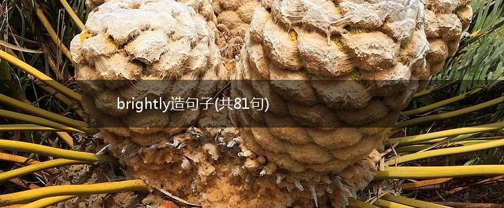 brightly造句子(共81句),第1张