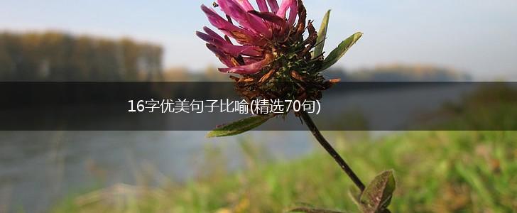 16字优美句子比喻(精选70句),第1张