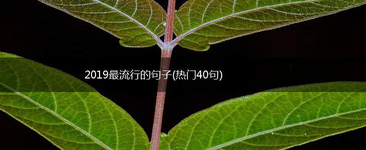 2019最流行的句子(热门40句),第1张