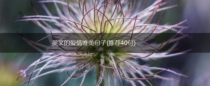 英文的爱情唯美句子(推荐40句),第1张