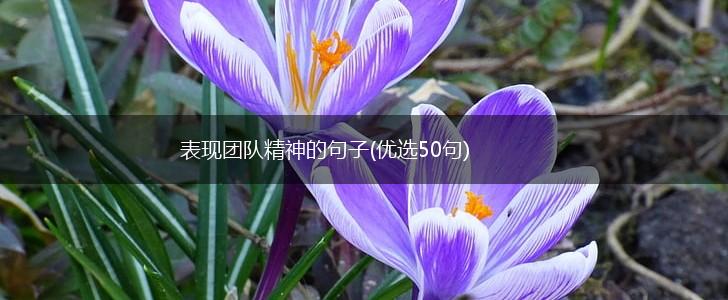 表现团队精神的句子(优选50句),第1张