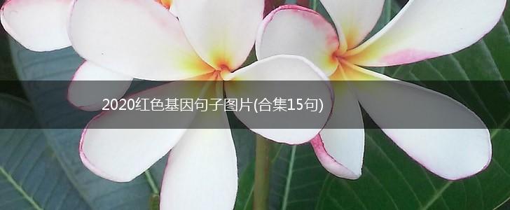 2020红色基因句子图片(合集15句),第1张