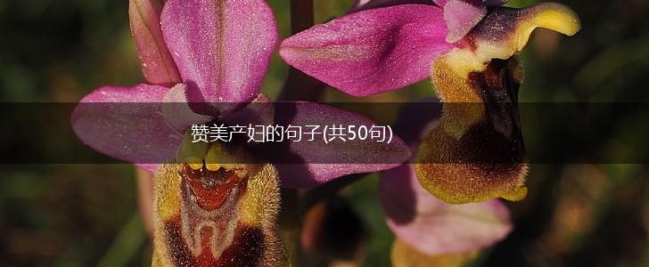 赞美产妇的句子(共50句),第1张