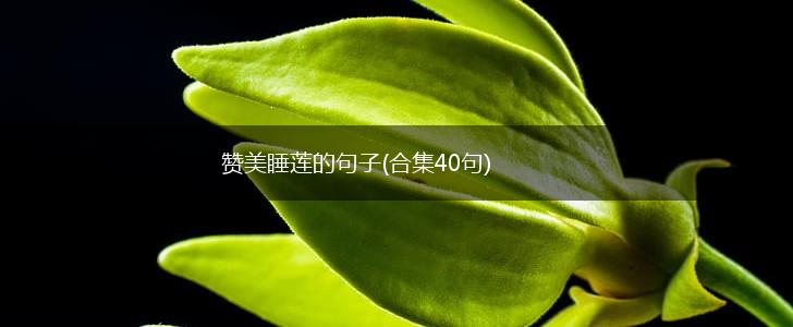 赞美睡莲的句子(合集40句),第1张