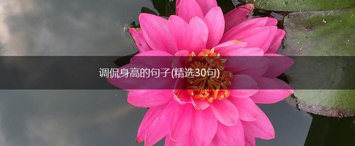 调侃身高的句子(精选30句),第1张