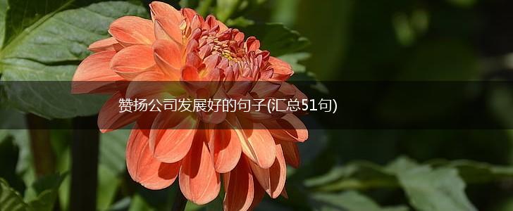 赞扬公司发展好的句子(汇总51句),第1张