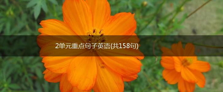 2单元重点句子英语(共158句),第1张