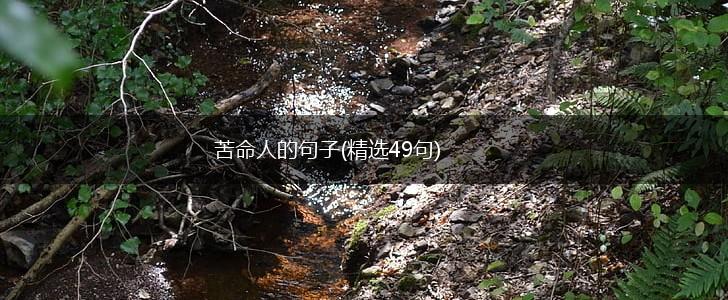 苦命人的句子(精选49句),第1张