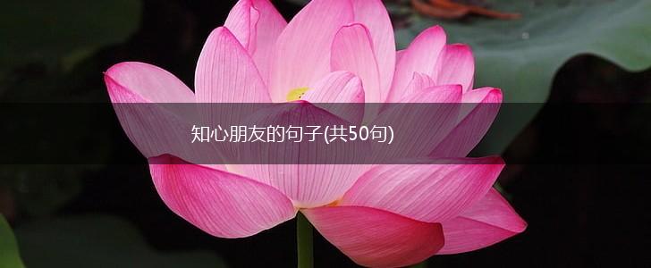 知心朋友的句子(共50句),第1张