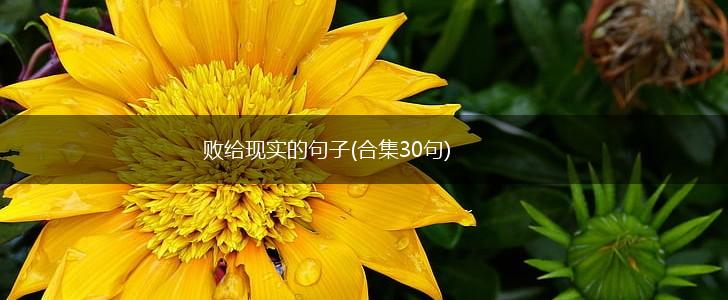 败给现实的句子(合集30句),第1张