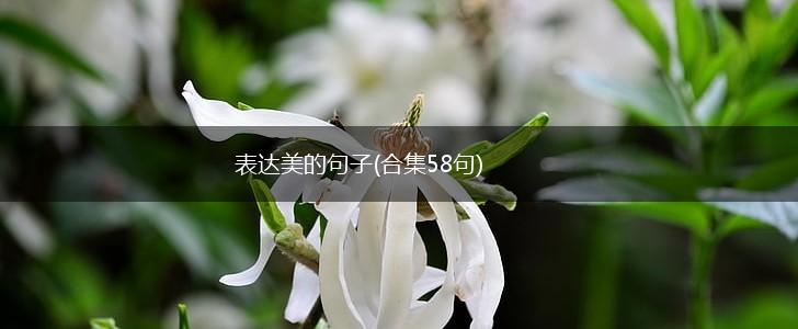 表达美的句子(合集58句),第1张