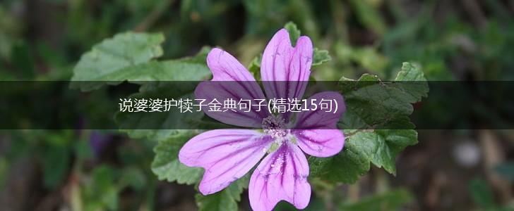说婆婆护犊子金典句子(精选15句),第1张