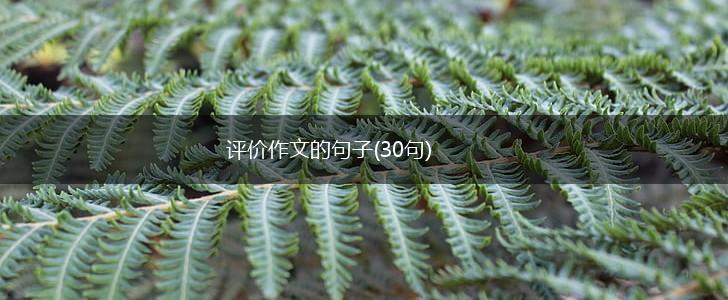 评价作文的句子(30句),第1张