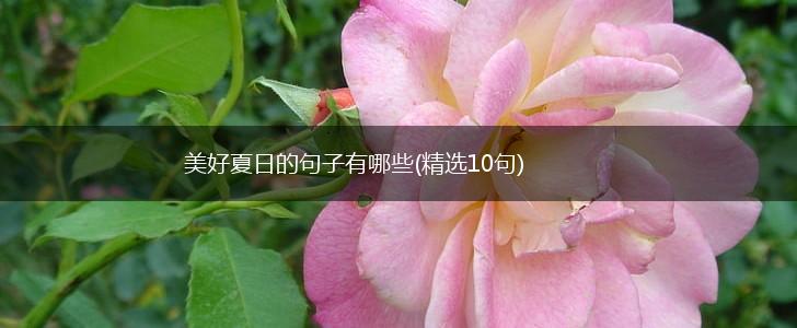 美好夏日的句子有哪些(精选10句),第1张