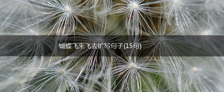 蝴蝶飞来飞去扩写句子(15句),第1张