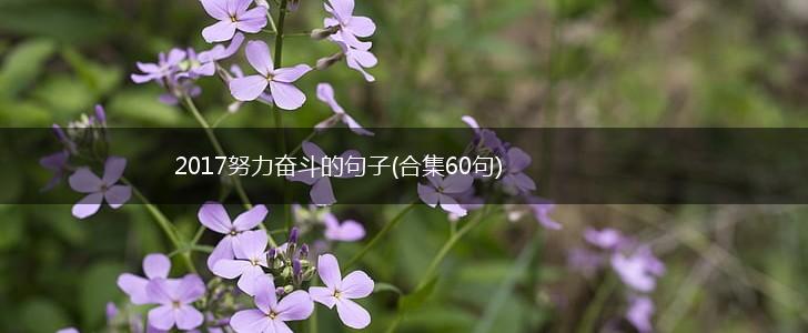 2017努力奋斗的句子(合集60句),第1张