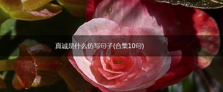 真诚是什么仿写句子(合集10句),第1张
