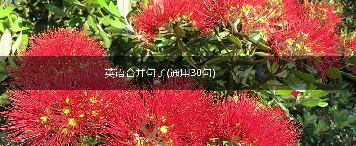 英语合并句子(通用30句),第1张