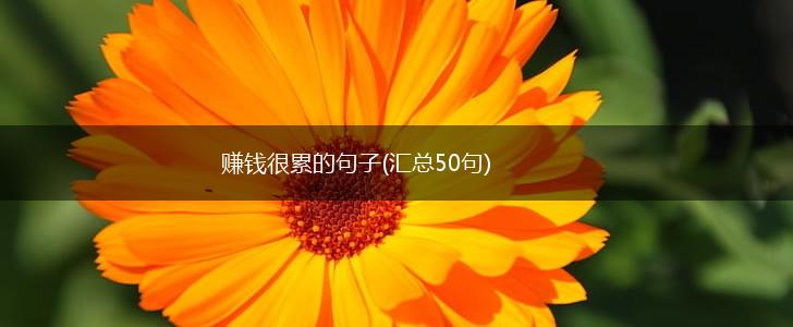 赚钱很累的句子(汇总50句),第1张