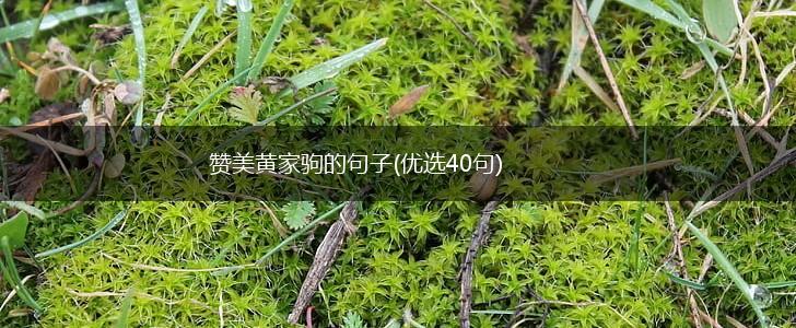 赞美黄家驹的句子(优选40句),第1张