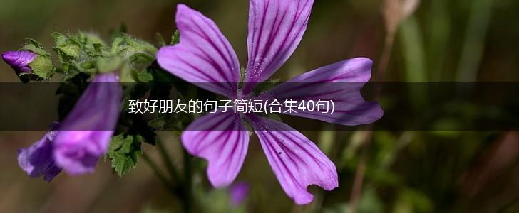 致好朋友的句子简短(合集40句),第1张