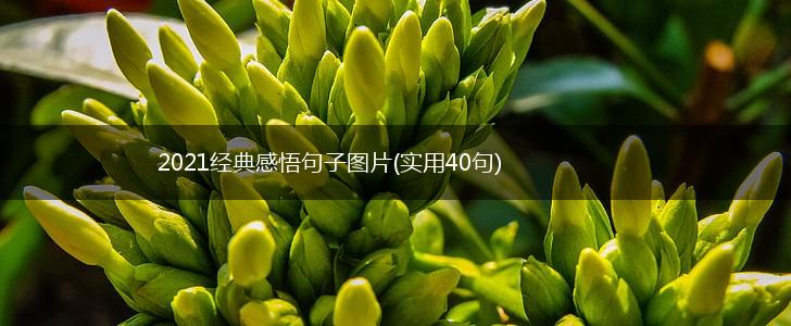 2021经典感悟句子图片(实用40句),第1张