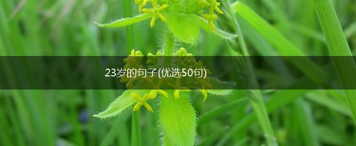 23岁的句子(优选50句),第1张
