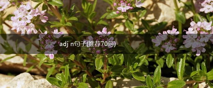 adj n句子(推荐70句),第1张