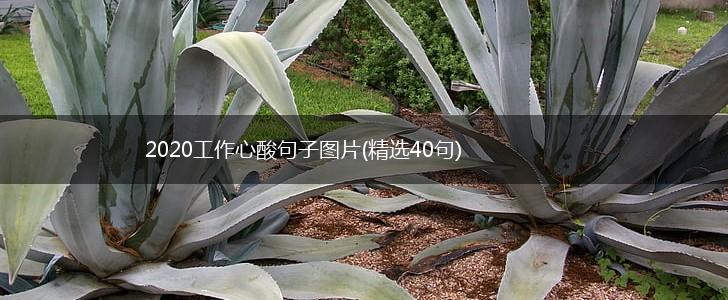 2020工作心酸句子图片(精选40句),第1张