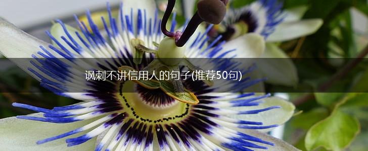 讽刺不讲信用人的句子(推荐50句),第1张