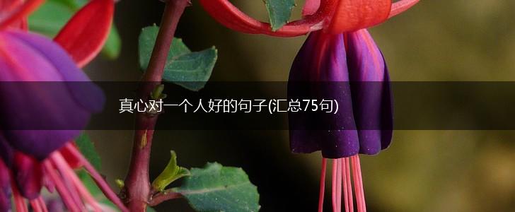 真心对一个人好的句子(汇总75句),第1张