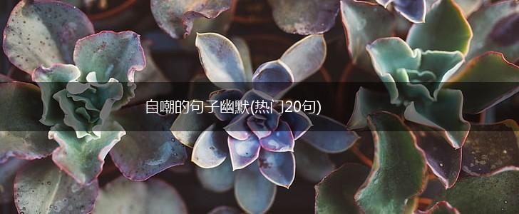 自嘲的句子幽默(热门20句),第1张