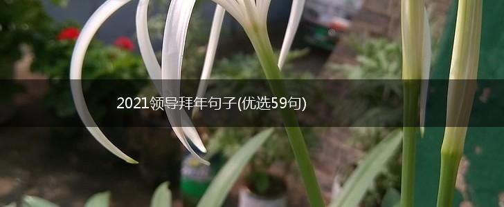2021领导拜年句子(优选59句),第1张