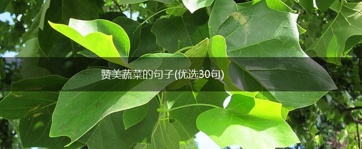 赞美蔬菜的句子(优选30句),第1张