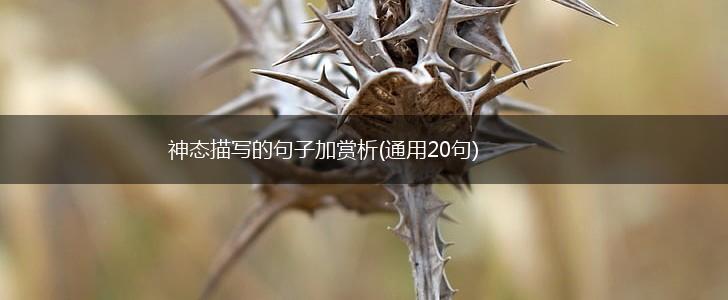 神态描写的句子加赏析(通用20句),第1张