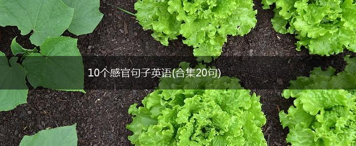 10个感官句子英语(合集20句),第1张