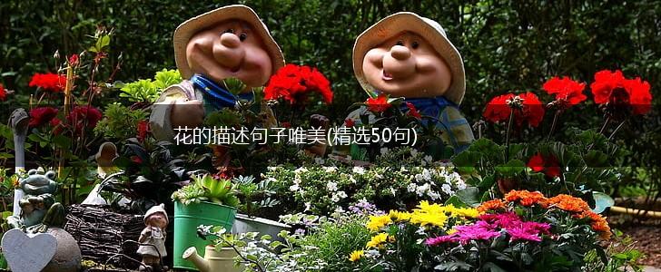 花的描述句子唯美(精选50句),第1张